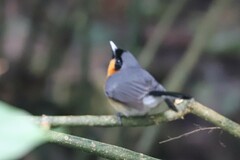 Symposiachrus trivirgatus