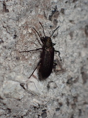 Strongylium crenatum