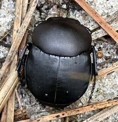 Canthon chalcites