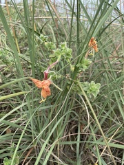 Oenothera drummondii