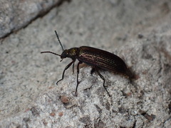 Strongylium crenatum