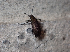 Strongylium crenatum