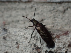 Strongylium crenatum