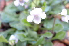 Viola sieberiana