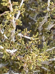 Cercocarpus intricatus