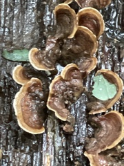 Stereum fasciatum
