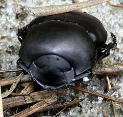 Canthon chalcites