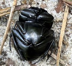 Canthon chalcites