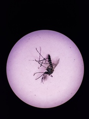 Aedes aegypti