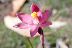 Thelymitra luteocilium
