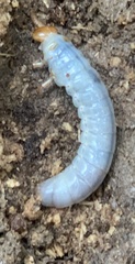 Odontotaenius