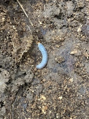 Odontotaenius