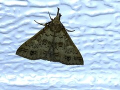 Renia discoloralis