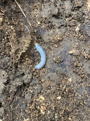Odontotaenius
