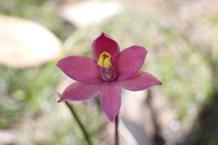 Thelymitra luteocilium