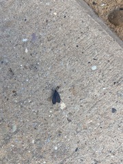 Lycomorpha splendens