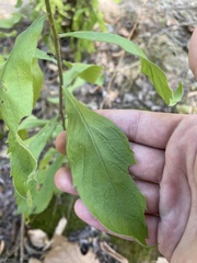 Solidago buckleyi