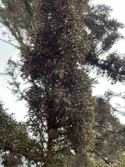 Cupressus macrocarpa