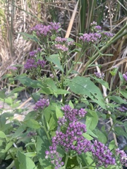 Pluchea odorata odorata