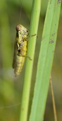 Paroxya