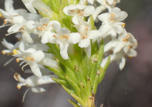 Image of Selago eckloniana by (c) Nicola van Berkel, some rights reserved (CC BY-SA)