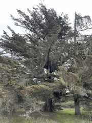Cupressus macrocarpa
