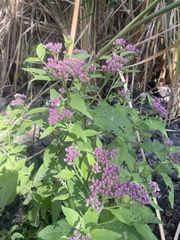 Pluchea odorata odorata