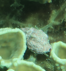 Drupella cornus