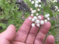 Ageratina herbacea