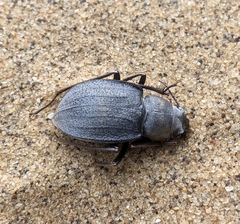 Platyesia sericata