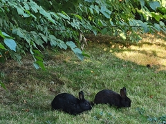 Oryctolagus cuniculus