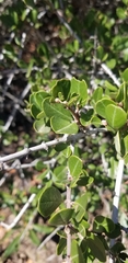 Ceanothus cuneatus