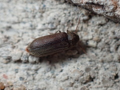 Anobiinae