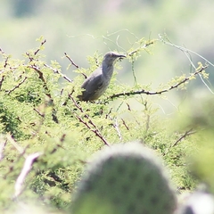 Toxostoma curvirostre