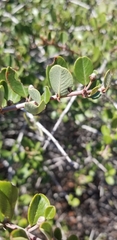 Ceanothus cuneatus