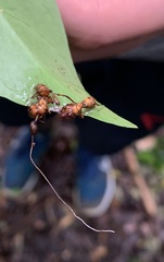 Ophiocordyceps unilateralis