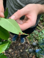 Ophiocordyceps unilateralis