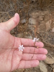 Stephanomeria virgata