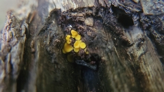Calycina