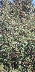 Ceanothus cuneatus