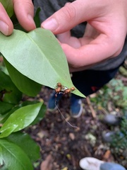 Ophiocordyceps unilateralis