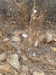 Stephanomeria virgata