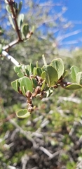 Ceanothus cuneatus