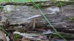 Pluteus