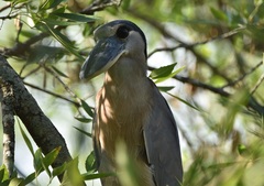 Cochlearius cochlearius