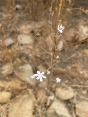 Stephanomeria virgata