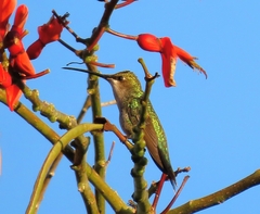 Heliomaster furcifer
