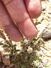 Verbena lasiostachys