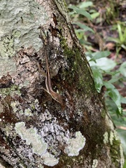Anolis lineatopus