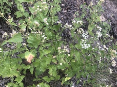 Ageratina herbacea